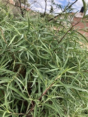 Barkleyanthus salicifolius