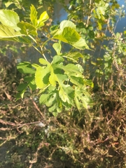 Morus alba