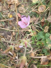 Geranium viscosissimum