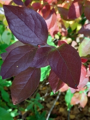 Vaccinioideae