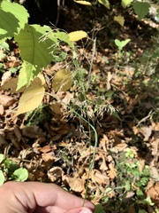 Poa palustris