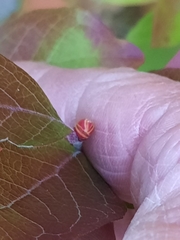 Vaccinioideae