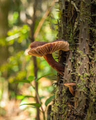 Lactarius hepaticus