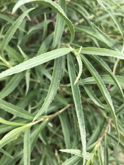 Barkleyanthus salicifolius