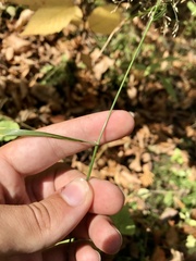 Poa palustris