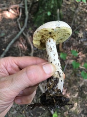 Boletus pallidus image