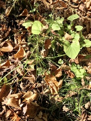 Poa palustris