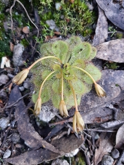Drosera whittakeri