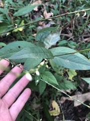 Persicaria virginiana