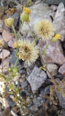 Bradburia pilosa
