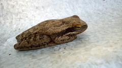 Boana pulchella