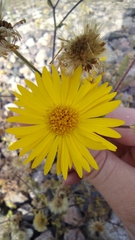 Bradburia pilosa