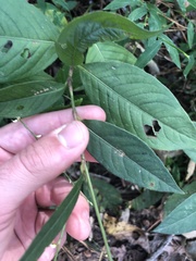 Persicaria virginiana