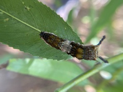 Limenitis archippus
