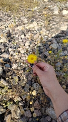 Bradburia pilosa