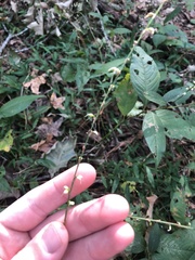 Persicaria virginiana