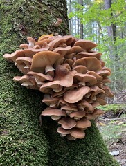 Armillaria ostoyae