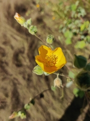 Abutilon californicum