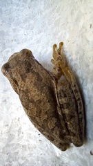Boana pulchella