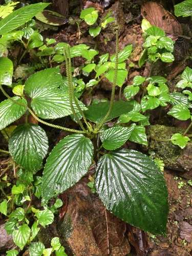 Peperomia camposii (Peperomia camposii)