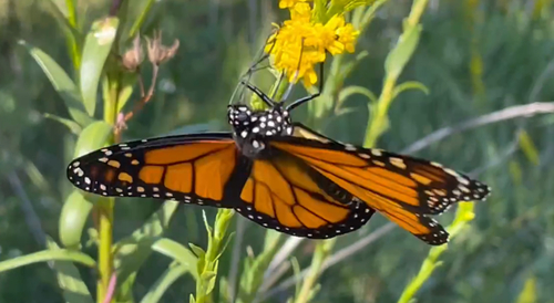 Monarch photographed in Mississippi