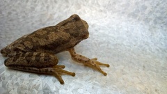 Boana pulchella