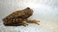 Boana pulchella
