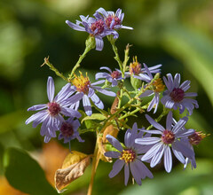 Symphyotrichum shortii