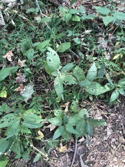Persicaria virginiana