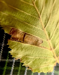 Stigmella carpinella