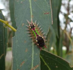 Doratifera oxleyi