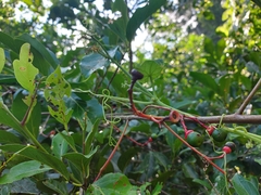 Damburneya salicifolia