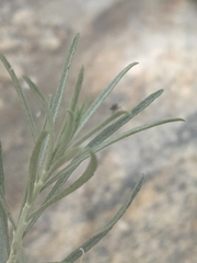 Ericameria nauseosa