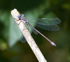 Lestes