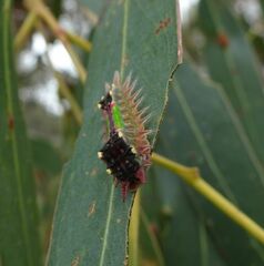 Doratifera oxleyi