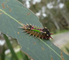 Doratifera oxleyi