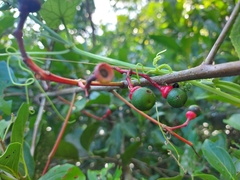 Damburneya salicifolia