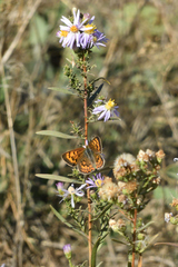 Tharsalea helloides