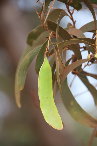 Acacia rothii