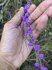 Liatris pilosa