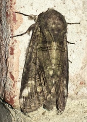 Heterocampa obliqua