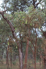 Acacia rothii