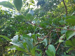 Damburneya salicifolia
