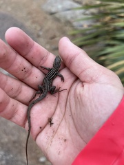 Aspidoscelis neomexicanus