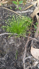 Isolepis