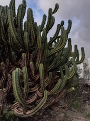 Myrtillocactus geometrizans
