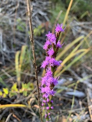 Liatris pilosa