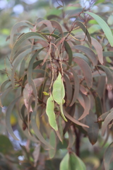 Acacia rothii