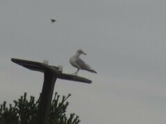 Larus delawarensis