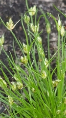 Isolepis